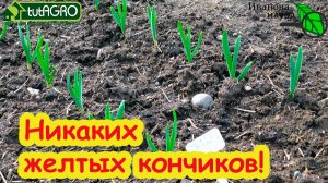 ПЕРВАЯ ПОДКОРМКА НА КРУПНЫЙ ЧЕСНОК и БЕЗ ЛЕЙКИ: секрет сухой подкормки чеснока БЕЗ ПОЛИВА.