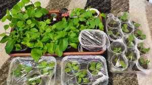 Результаты черенкования петунии как всегда радуют! Чем подкармливаю рассаду.