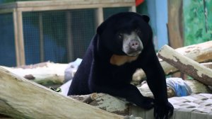 Малайский медведь - новый житель зоопарка!