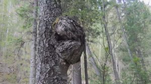 Березовый Сувель порок древесины березы Тайга