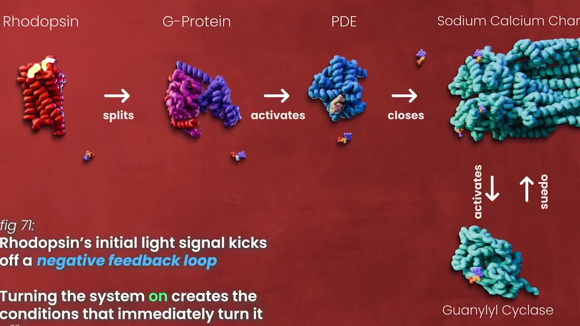 Биохимия зрения
