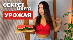 Вырастила арбуз в квартире! Секрет мощной рассады