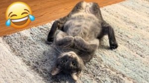 КОШАЧИЙ ХАОС! СМЕШНЫЕ КОТЫ! ПОДБОРКА!