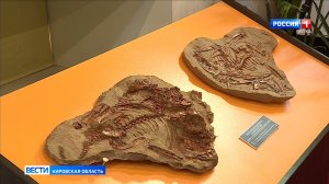 В международном журнале палеобиологии опубликована статья о «вятском крокодиле»