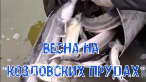 Глобальное Зарыбление...Весна на "Козловских Прудах" 2026...