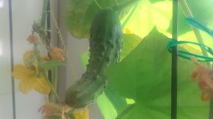 31.03.2026 Сегодня снимаем первый огурец в сезоне 2026 и смотрим томаты на ранний урожай.