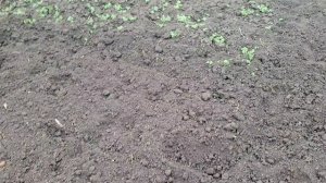 Посадила горох, прополола лук и чеснок