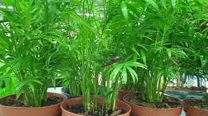 Пальма Хамедорея уход в домашних условиях: простыми словами о главном