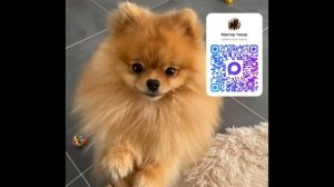 мой первый блог (шпиц Одуванчик говорящая собака)