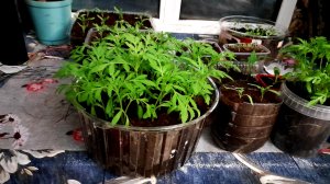 Домашние хлопоты с рассадой на подоконнике 🤗