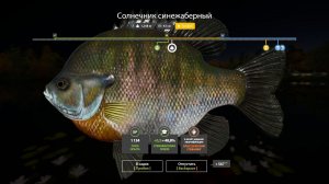 Играем в Russian Fishing 4 ловим разную рыбку ★ для души ★ на оз.Лосиное.