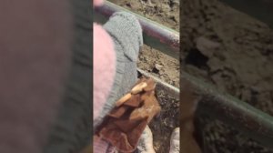 Гуляем с уточками