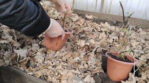 Гортензия. Способ хранениея, узнай как.