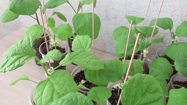 Уход за баклажанами после пикировки: не все так просто с подкормкой