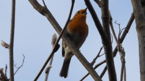 голоса птиц, пение Малиновки, Новгородская область, Перынский Скит, 31 марта 2026