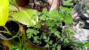 Выставка в Краснодаре 28-29 марта. Галактика, часть 2.