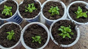 Что я сажаю в последний день марта. Как участок вышел из под снега?