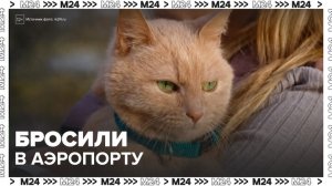 Хозяева бросили 11-летнего кота в зоне регистрации московского аэропорта - Москва 24