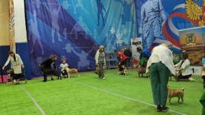 Бест щенков 
Выставка собак ЧРКФ «ВЕСЕННИЕ ВСТРЕЧИ» 
ПЦ " СЕВЕРНАЯ ИМПЕРИЯ "👍 
Эксперты: 
Смирнова