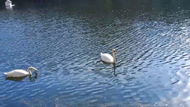 Прекрасные лебеди на Патриарших....