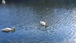 Прекрасные лебеди на Патриарших....