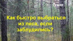 Как быстро выбраться из леса, если заблудился