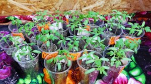 Идеальный возраст рассады томатов для пикировки.👍👍👍