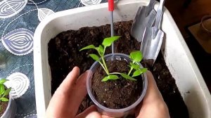 Работы с рассадой перцев на начало апреля