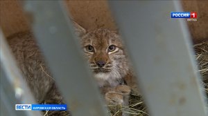 В «Большом гнезде» выхаживают котенка рыси, пойманного в Кирове