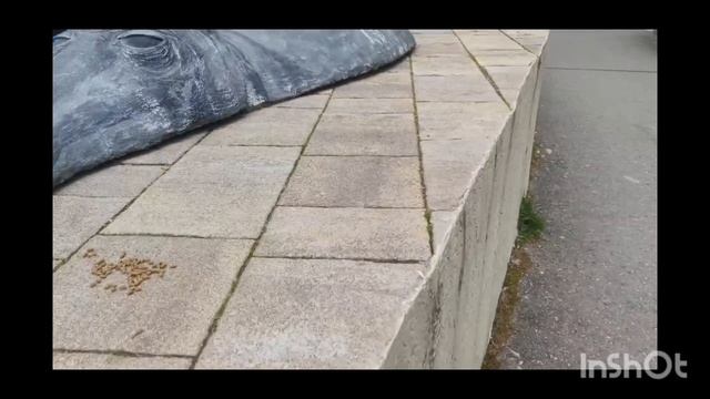 Лесенка-Бегемотик Триал