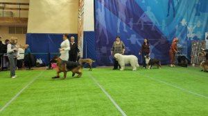 Бест 1 группы. Выставка собак ЧРКФ «ВЕСЕННИЕ ВСТРЕЧИ» ПЦ " СЕВЕРНАЯ ИМПЕРИЯ "👍