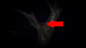 смотреть страшные видео! Какой-то Страшный зверь в дереве