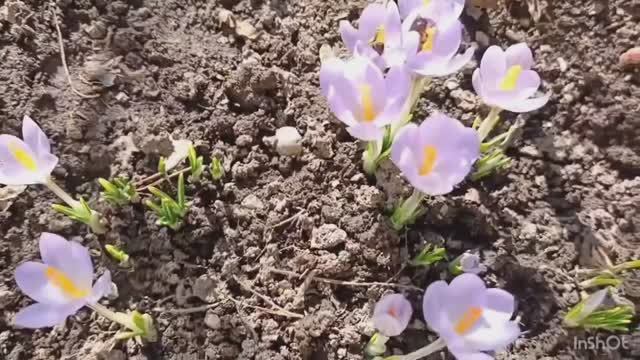 Мартовский сад в снегу с крокусами