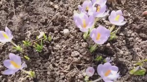 Мартовский сад в снегу с крокусами