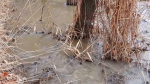 2026/3/26: Разлив Профилакторского ручья в его низовье у границы территории Заречного в лесу