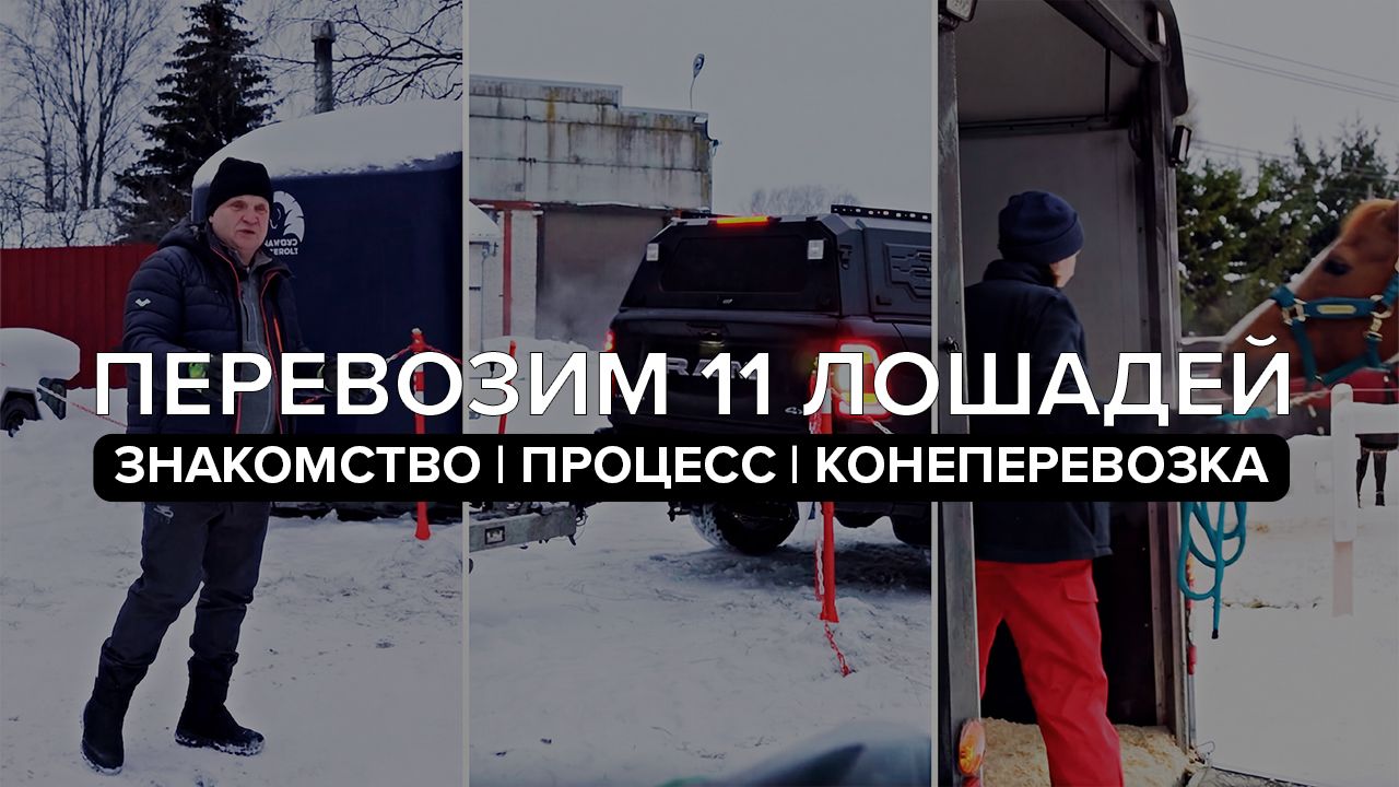 Знакомство с Везунчиком | Процесс перевозки | Как мы перевозим 11 лошадей