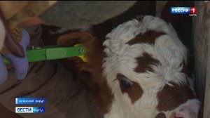 В Агинском округе вакцинируют сельскохозяйственных животных