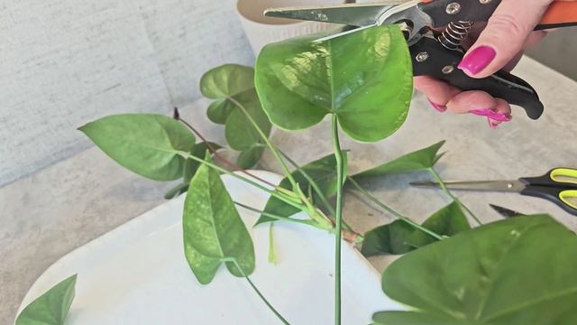 Формирование пышного куста и обрезка антуриума