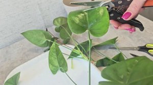 Формирование пышного куста и обрезка антуриума