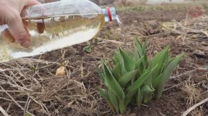 Огород заполнит яркое цветение тюльпанов весной после этой подкормки! Внесите сразу после всходов.