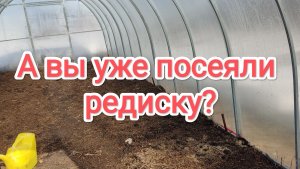 А вы уже посеяли редиску?