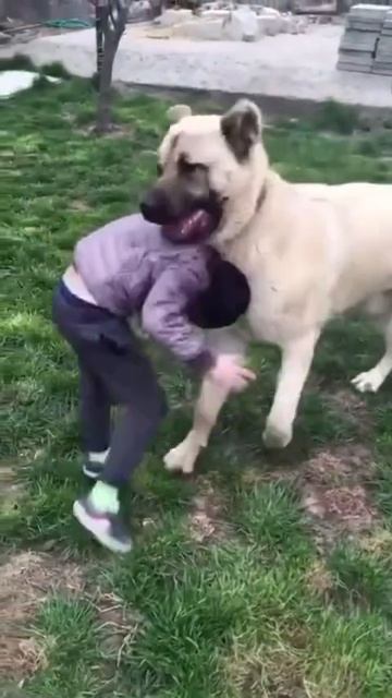 VID_20260401_121613_474