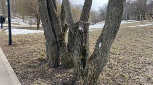 Весенняя прогулка в Дурасово