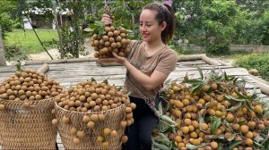 Собрала плоды лонгана в своем саду и отнесла их на рынок, чтобы продать. Энн. Вьетнам