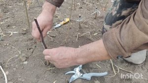 Прививать легко и просто. Сад Тоторова.