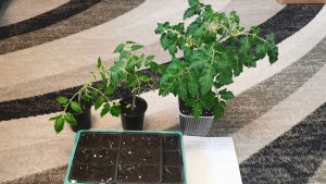 Одни томаты заболели а другие отказываются всходить! Но есть и хорошие новости.