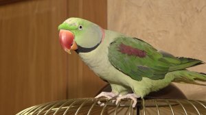 По случаю Дня птиц корреспонденты "Вести. Ярославль" познакомились с говорящим попугаем