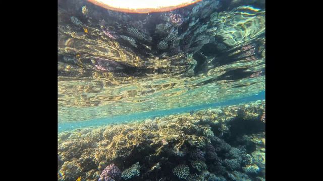 Red Sea Music Dj Montana