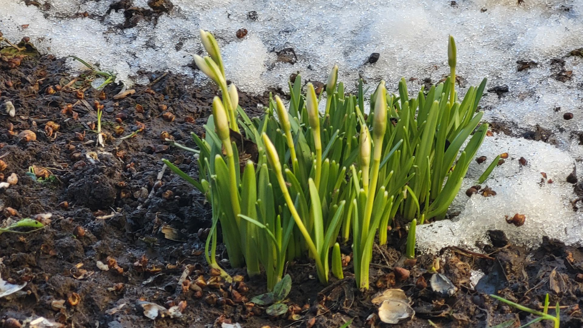 Мартовские первоцветы. March Primroses