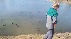 Кормление уток. Кормлю уток семенами подсолнуха.